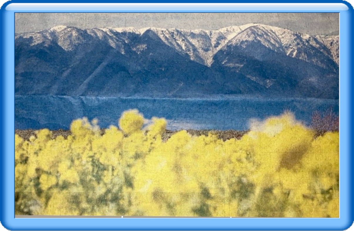 ��R�Ȃ��������̍؂̉ԂƔ�ǎR�n�̃C���X�g